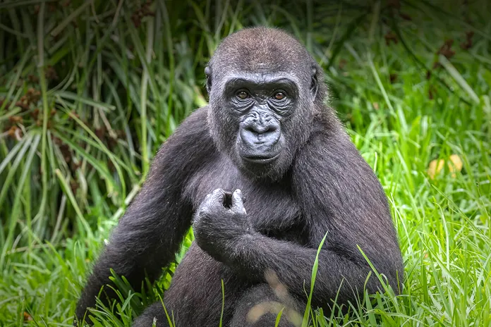 Baby Gorilla