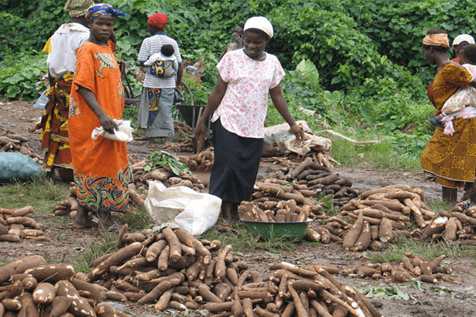 cassava business